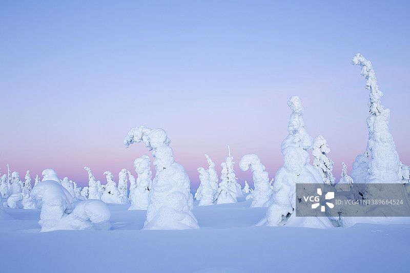美丽的冬季景观与寂静的雪树在芬兰拉普兰，北欧图片素材