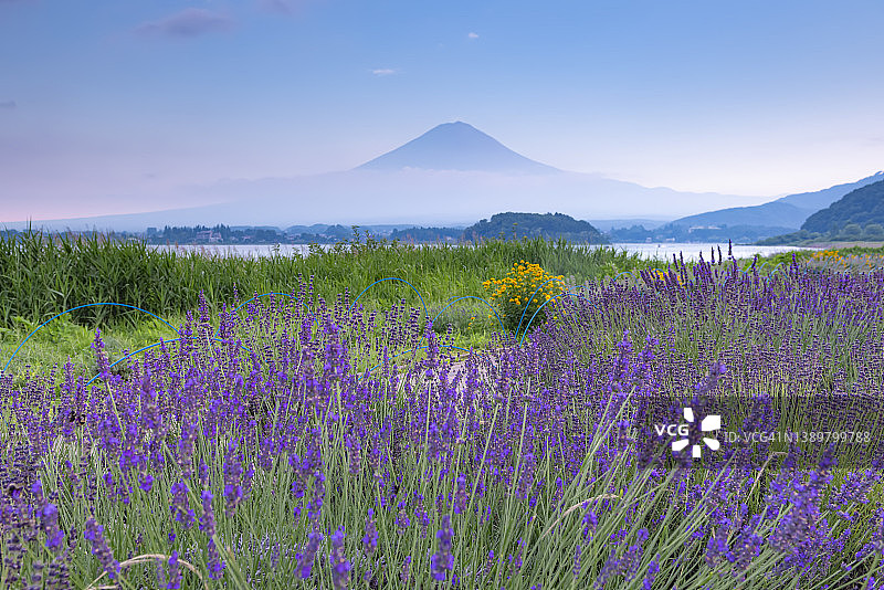 日本川口湖大岸公园的富士山和薰衣草田图片素材