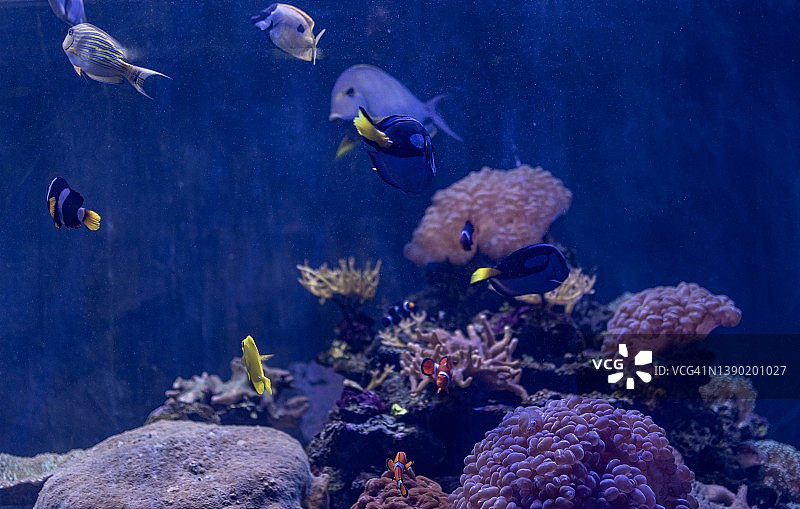 水族馆里彩色热带鱼的特写镜头图片素材