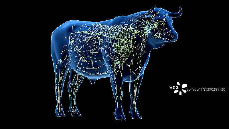牛淋巴系统，插图图片素材