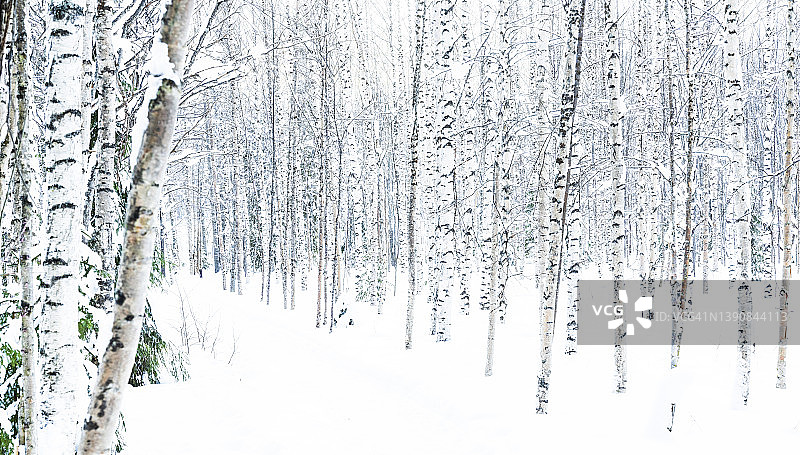 白桦树覆盖着皑皑白雪，拉普兰图片素材