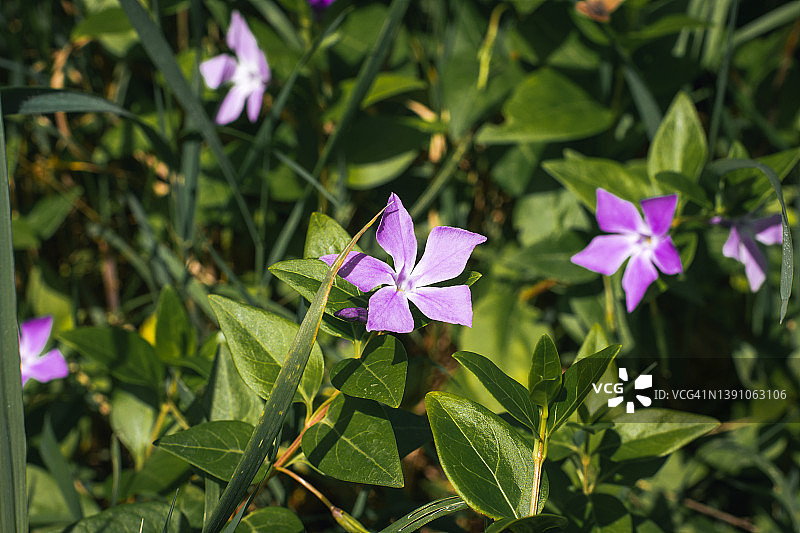 紫色花朵特写图片素材