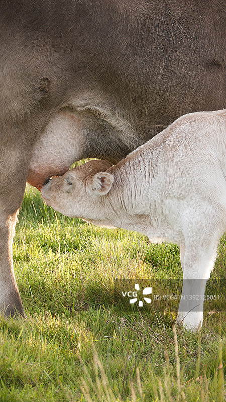 棕色的奶牛在绿色的田野上哺乳一头白色的小牛图片素材