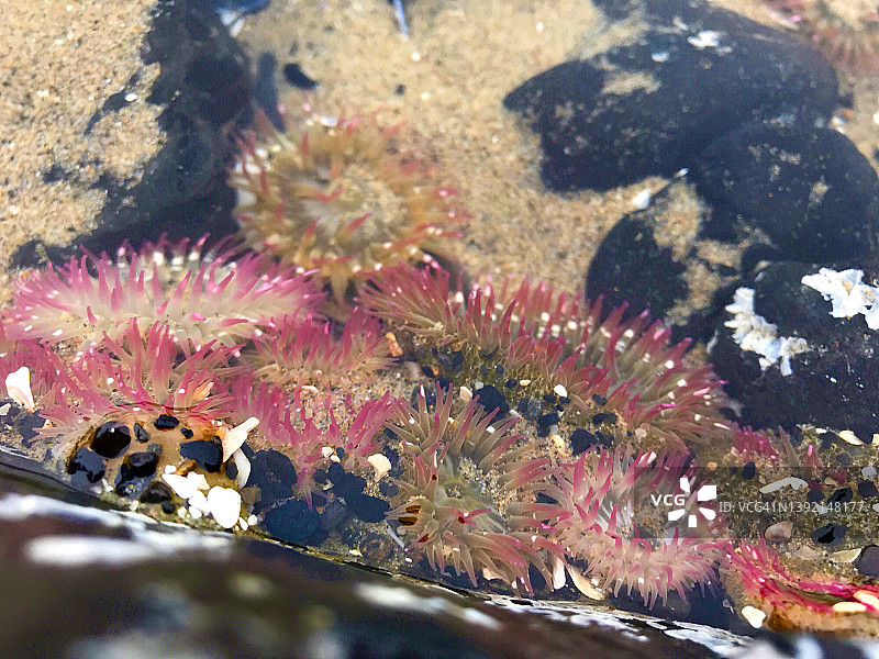 住在潮汐池里的粉红海葵图片素材