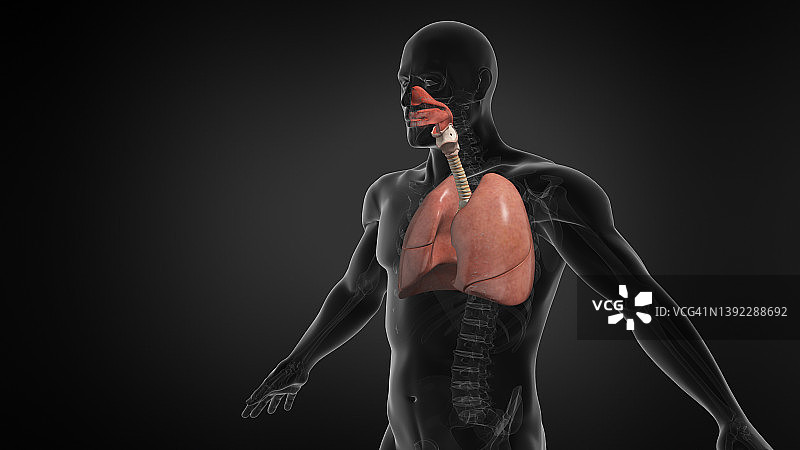 人体肺呼吸系统。图片素材