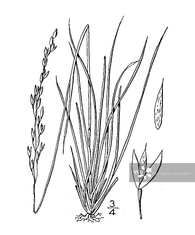 古植物学植物插图:印度芥菜，瘦山水稻图片素材