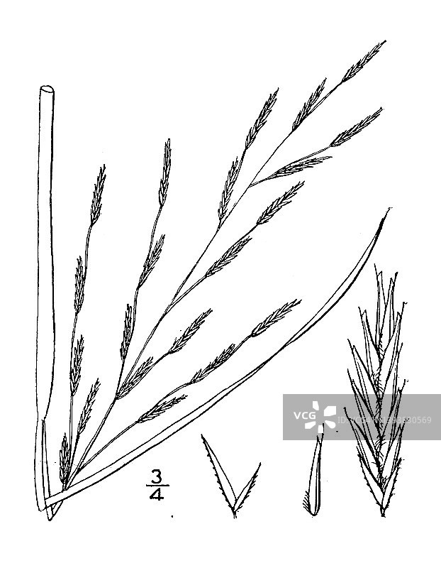 古植物学植物插图:盐草甸植物图片素材