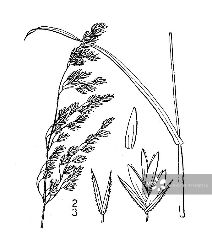 古植物学植物插图:羊茅，肖特的羊茅草图片素材