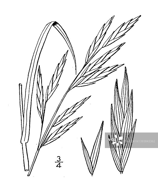 仿古植物学植物插图:uniloides Bromus, Schrader's Brome grass, Southern chess图片素材