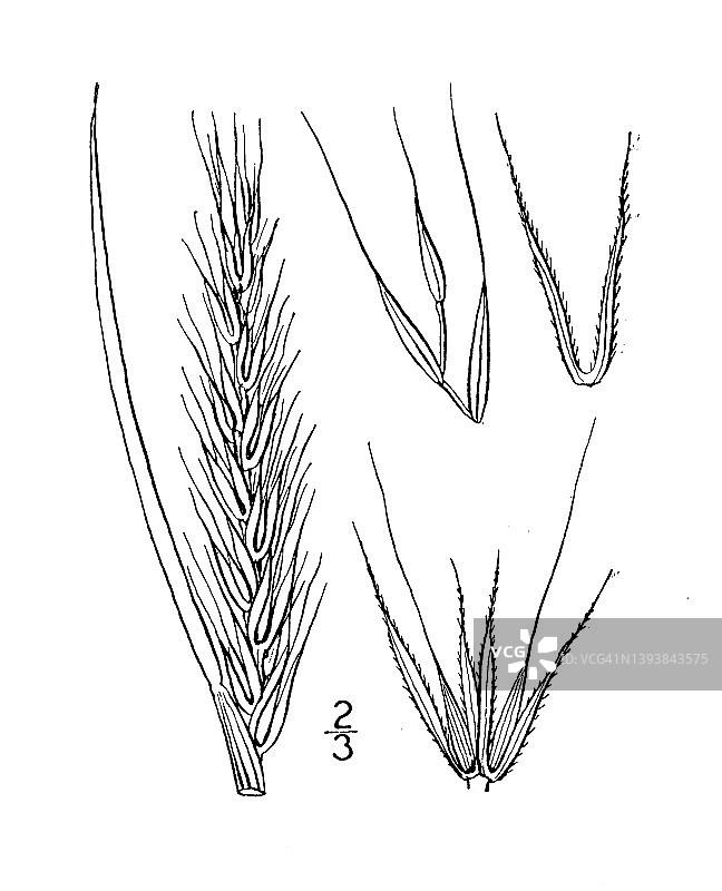 古董植物学植物插图:弗吉尼亚黑麦，特雷尔草，弗吉尼亚野生黑麦图片素材