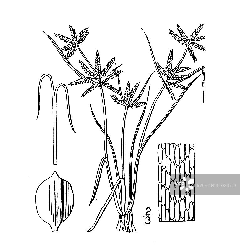 古植物学植物插图:香附、黄香附图片素材