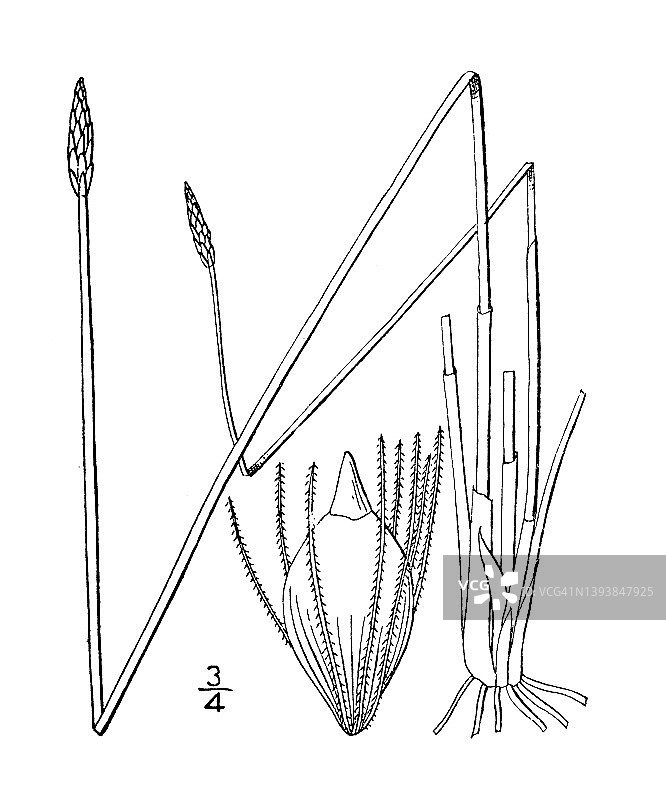 古植物学植物插图:Eleocharis rostellata，喙穗rush图片素材