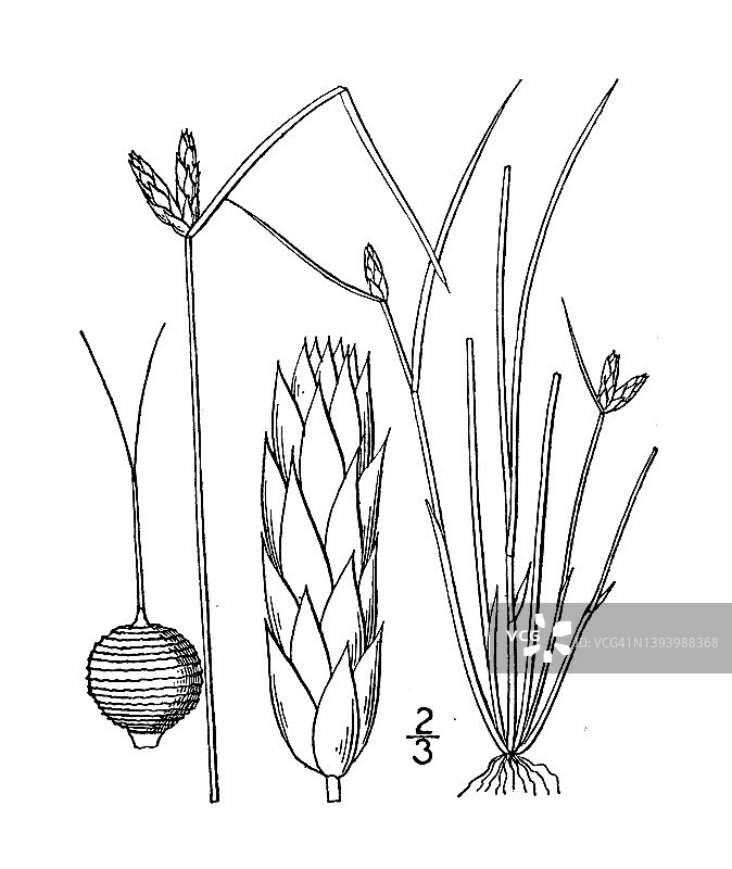 古董植物学植物插图:Scirpus Hallii, Hall's Club Rush图片素材