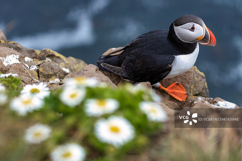 冰岛拉特拉堡海岸上美丽的海雀，野生动物图片素材