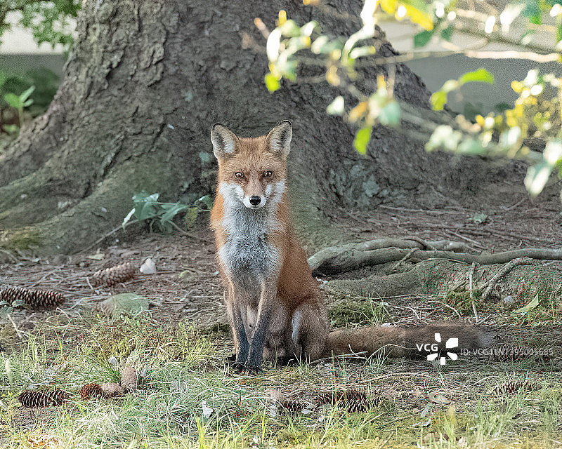 北美赤狐在松荒原，新泽西州图片素材