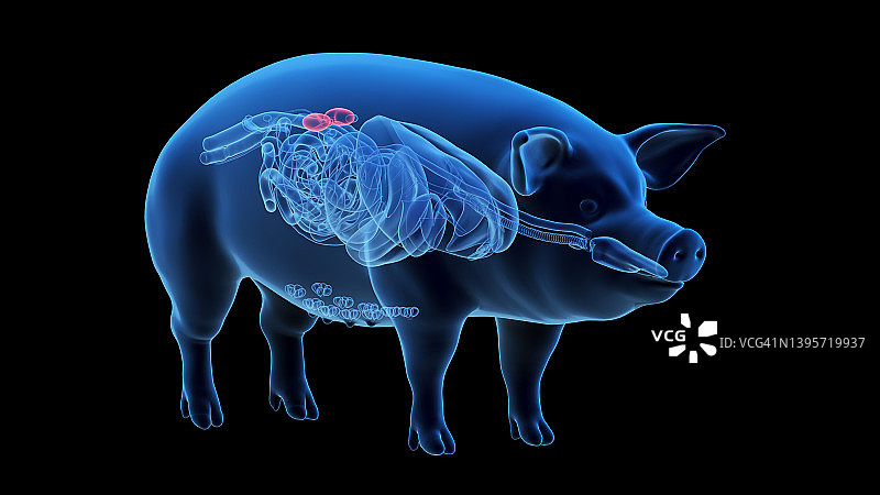 猪肾,插图图片素材