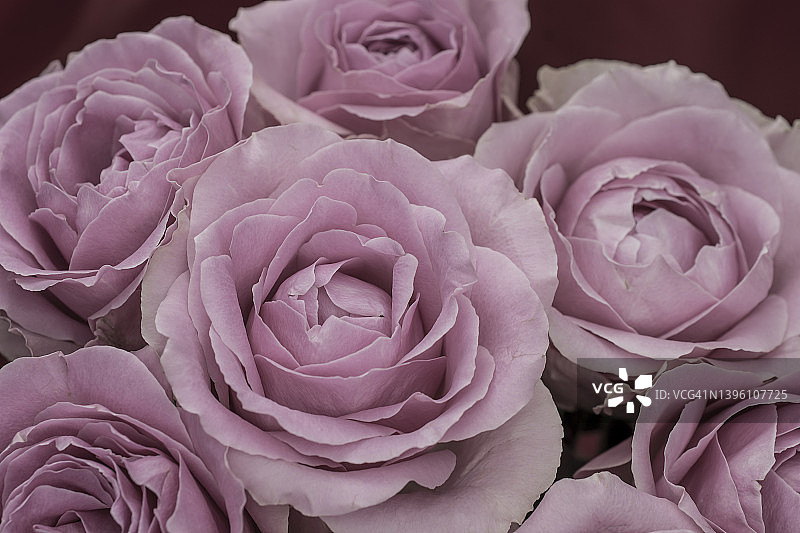 贺卡与美丽的新鲜玫瑰和拷贝空间。图片素材