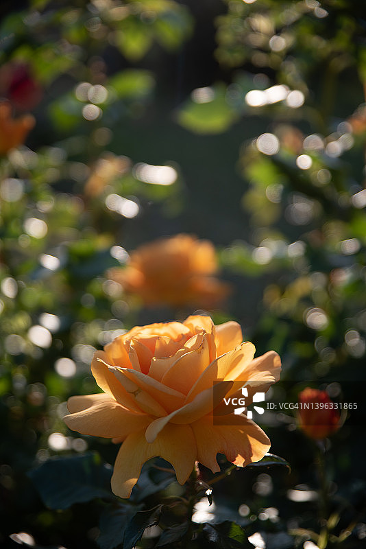 巴塞罗那塞万提斯公园的玫瑰图片素材