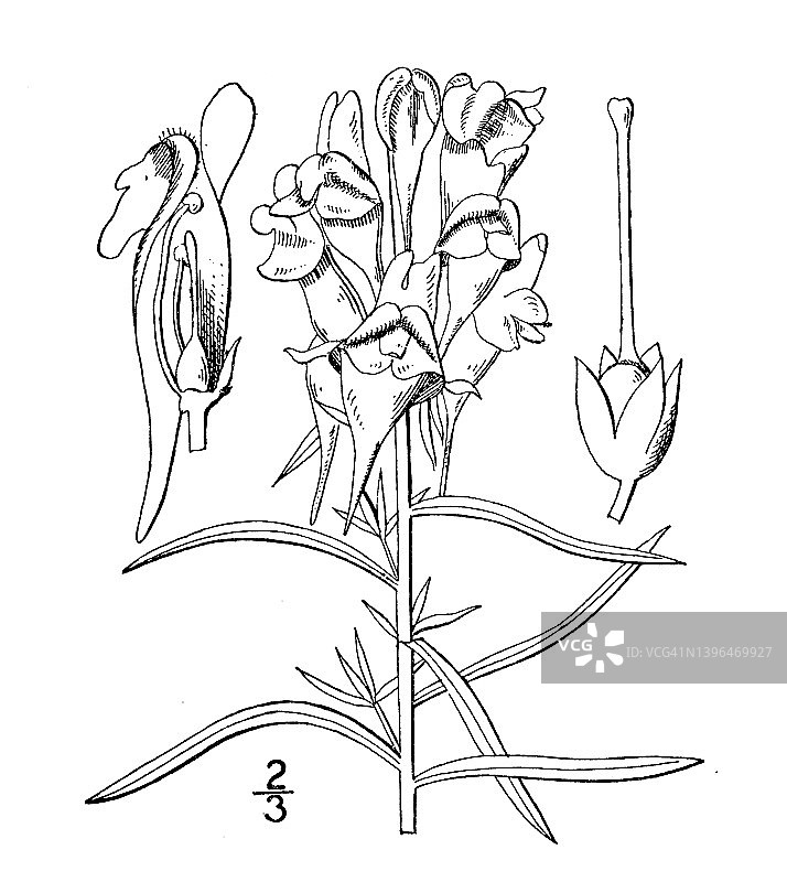 古植物学植物插图:Linaria Linaria, Ranstead, Yellow toad亚麻图片素材