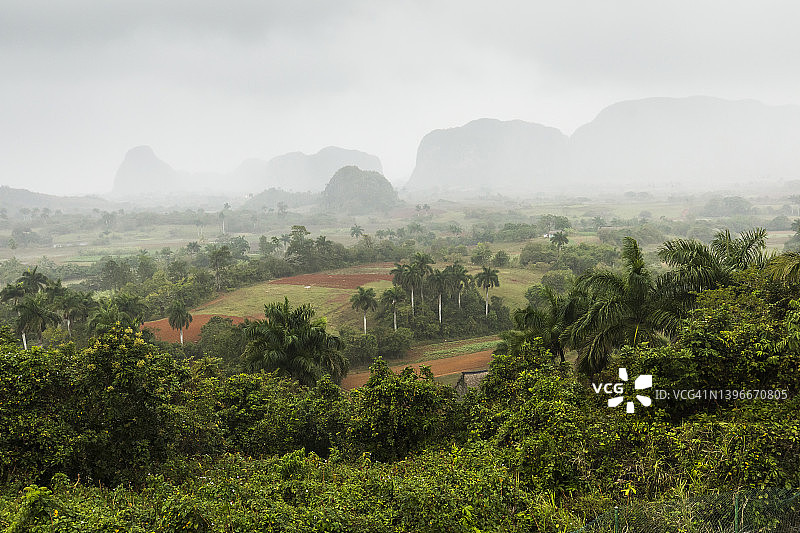 美丽的维纳莱斯山谷，棕榈树和雾。古巴令人惊叹的绿色景观图片素材