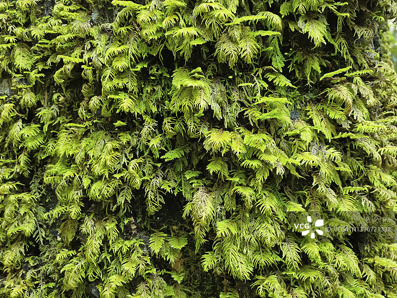 绿色苔藓，El Corte de Madera Creek保护区，红杉市，加州图片素材