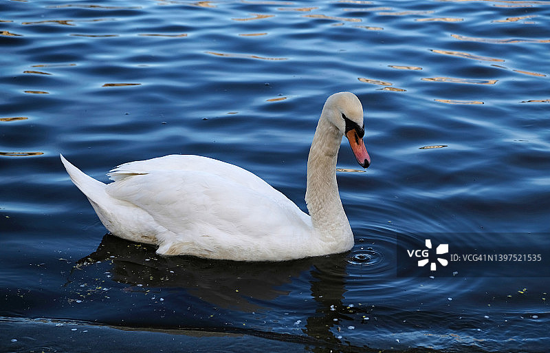 蓝色的水面上，有着橙色喙的白天鹅和鸭子在湖中游泳。野鸟和水中倒影的神奇景观。图片素材