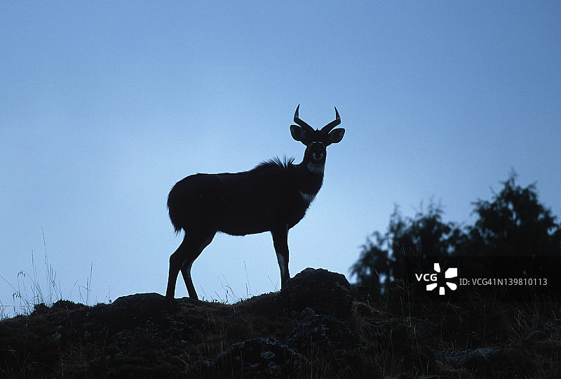 雄性山斑羚，黄斑羚。特有的埃塞俄比亚。贝尔山国家公园，埃塞俄比亚图片素材
