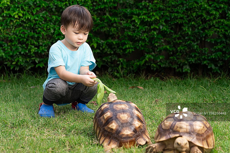 可爱的亚洲小男孩在绿色的草地上给海龟喂蔬菜。概念龟(苏卡达陆龟)，宠物，亲爱的朋友。孩子喂养动物图片素材