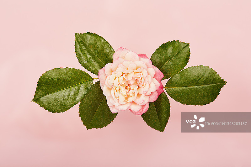 充满活力的单朵玫瑰，粉红色背景，绿叶图片素材