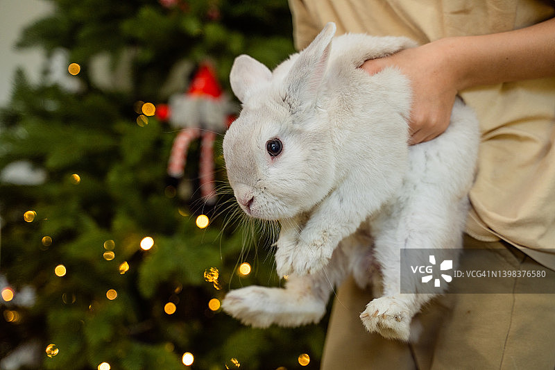 小白兔玩得开心——圣诞礼物图片素材