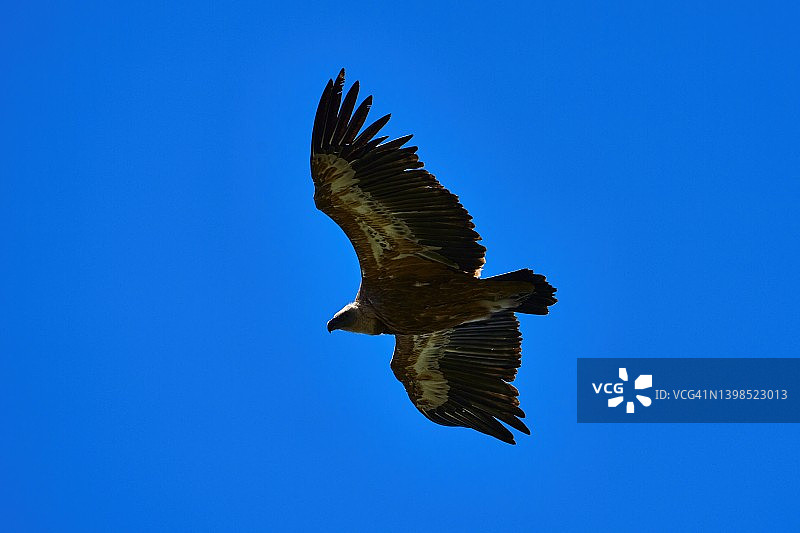 格里芬秃鹫折起翅膀，横着飞向镜头图片素材