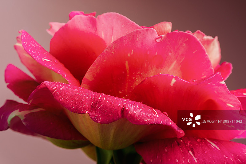 粉红色玫瑰花瓣上露珠的特写。图片素材