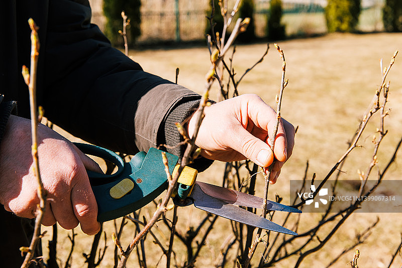 在阳光明媚的春天，一位园丁手握修枝工正在修剪醋栗树丛。季节性的花园工作。春季修剪图片素材