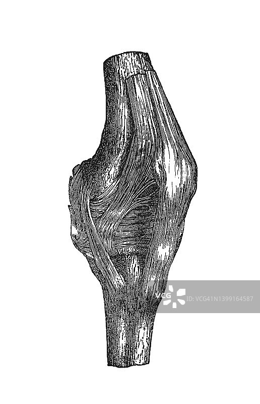 旧雕刻插图的人类韧带-左膝关节的外部韧带从前面图片素材