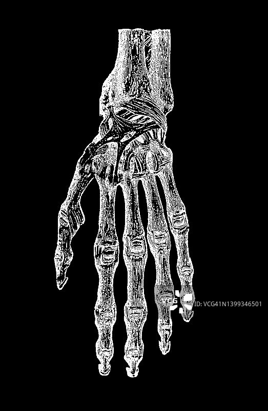 古老的人类韧带雕刻插图-左手韧带图片素材