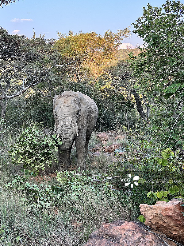 在南非的摄影旅行中，一头正在吃树枝的野生大象图片素材