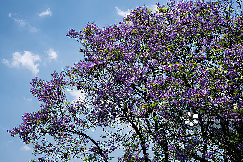 树上开满了紫色的花图片素材