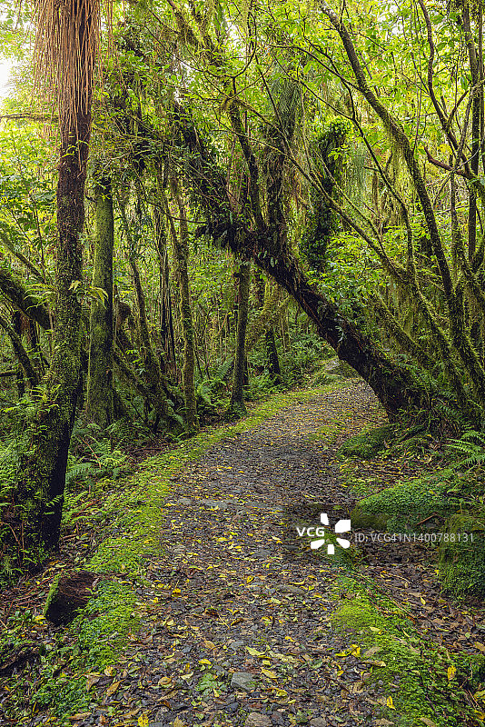 在库克山国家公园狐狸冰川村附近，穿过郁郁葱葱的绿色温带雨林的小径(徒步小径)。图片素材
