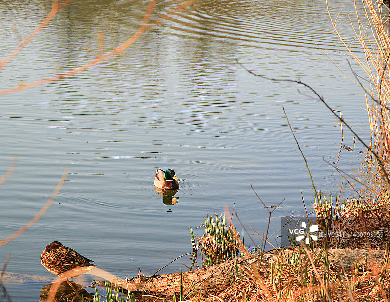 德国雷根斯堡:多瑙河附近的水中，一只雄性绿头鸭图片素材