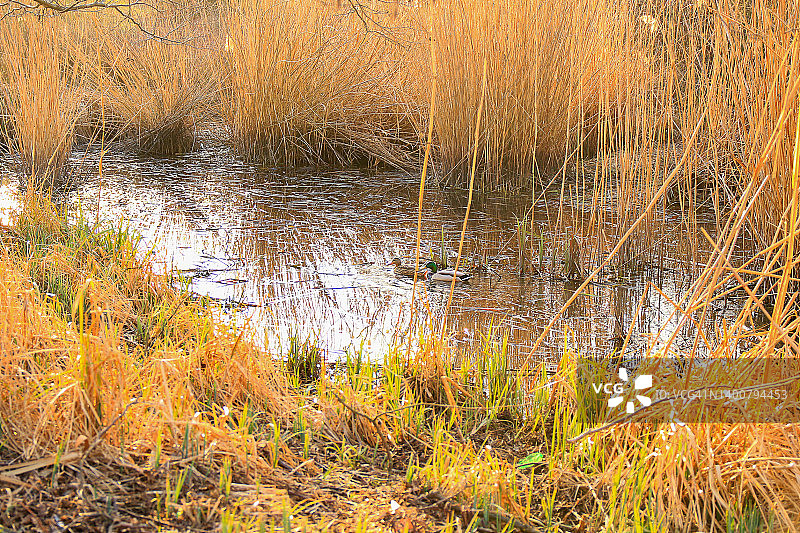 秋天沼泽地里，一对绿头鸭在水面上图片素材