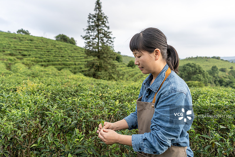 一位亚洲女农民在茶园里拿着茶叶图片素材