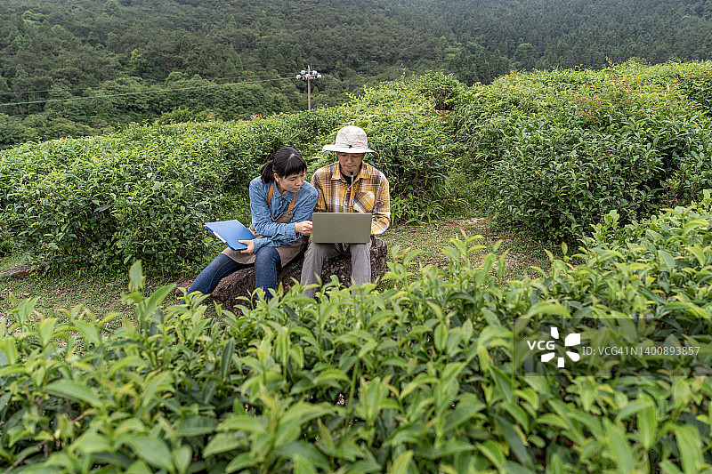两名亚洲现代农业工人在茶园收集和测试数据图片素材
