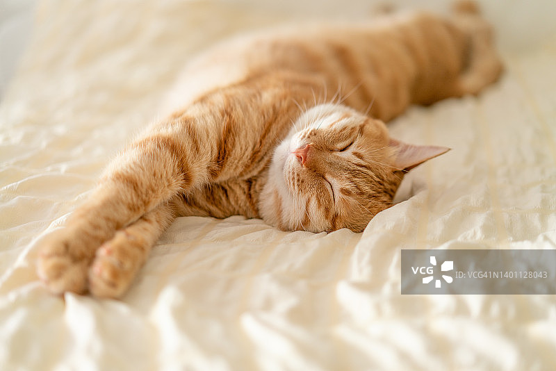 虎斑猫在床上睡觉图片素材