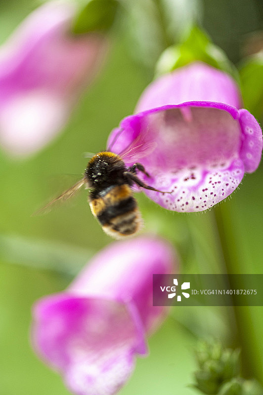 利特伯恩，肯特，英国。2022年5月26日。毛地黄开花和大黄蜂的特写。图片素材