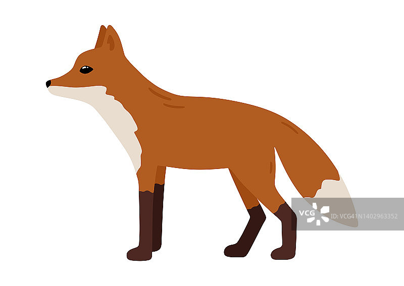 手绘森林动物:狐狸图片素材