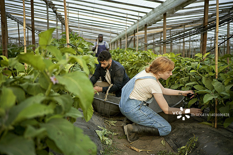 农场工人在温室里收获茄子图片素材
