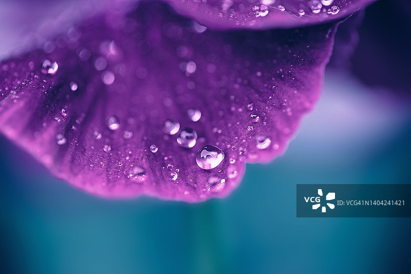 摘要宏观露珠水滴在紫色花瓣三色堇花在水蓝色背景图片素材
