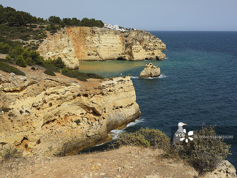 葡萄牙阿尔加维，卡沃罗，卡斯泰洛斯海岸的海鸥图片素材