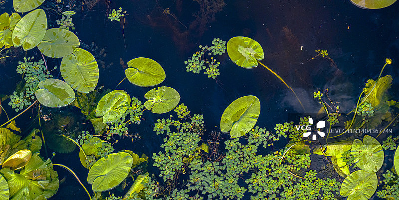睡莲植物的全景照片，漂浮在水面上图片素材