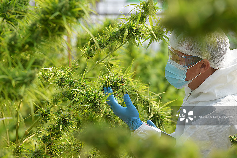 大麻花研究员种植大麻植物图片素材